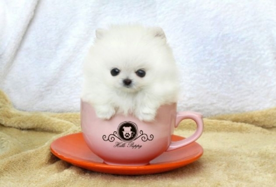 Pomeranian puppy - for sale 