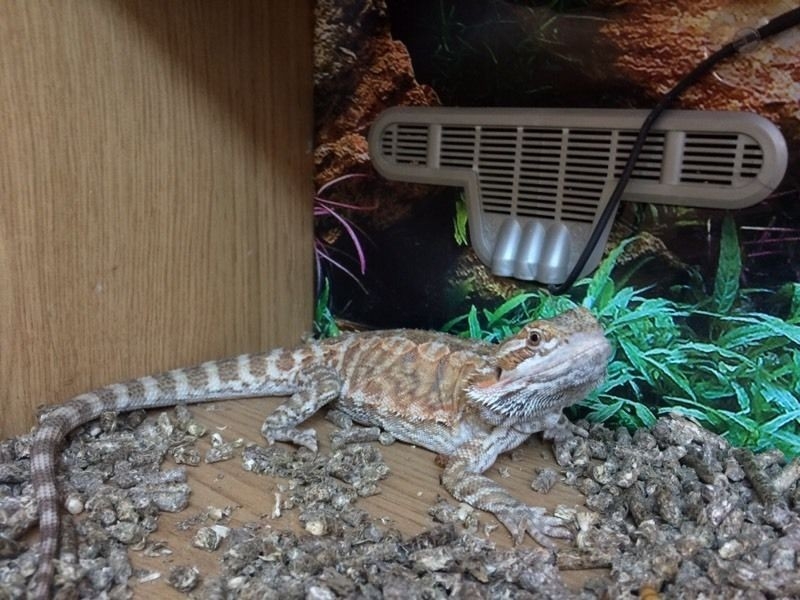 Bearded dragon with full set up 