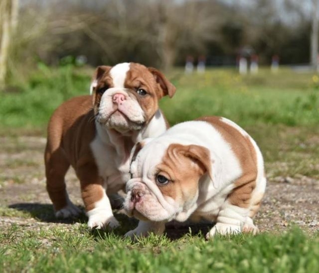 Quality English Bulldog Puppies For Sale