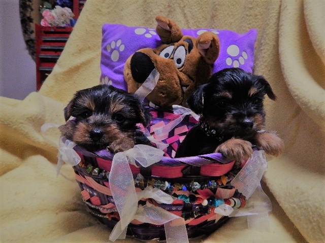 Cute Yorkie&#039;s Puppies For Sale 