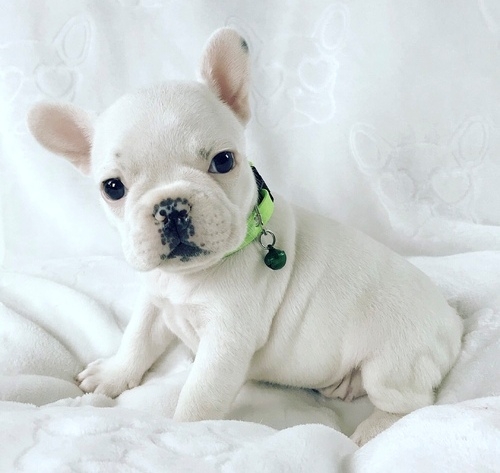 French Bulldog