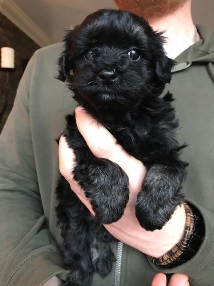 Stunning Morkiepoo Puppies For Sale